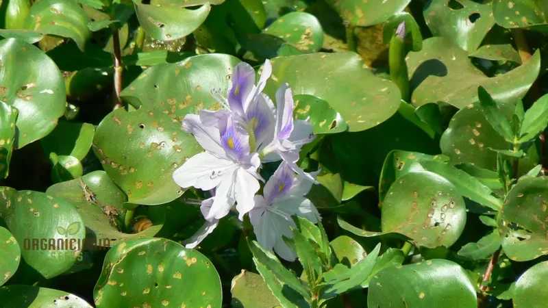 Shuihulu Eichhornia Crassipes Plant Seeds, Aquatic Gardening Seeds for Ponds and Water Features