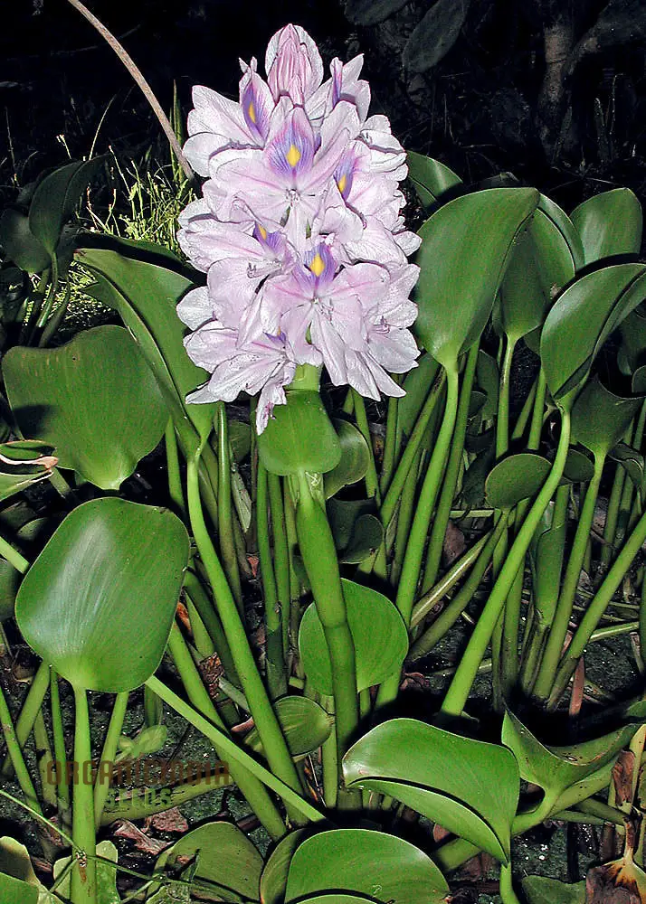 Shuihulu Eichhornia Crassipes Plant Seeds, Aquatic Gardening Seeds for Ponds and Water Features