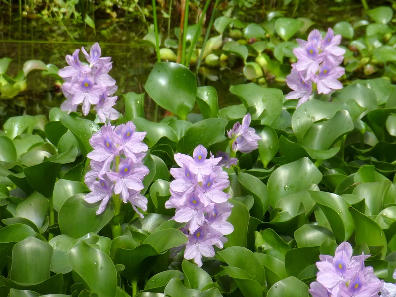 Shuihulu Eichhornia Crassipes Plant Seeds, Aquatic Gardening Seeds for Ponds and Water Features