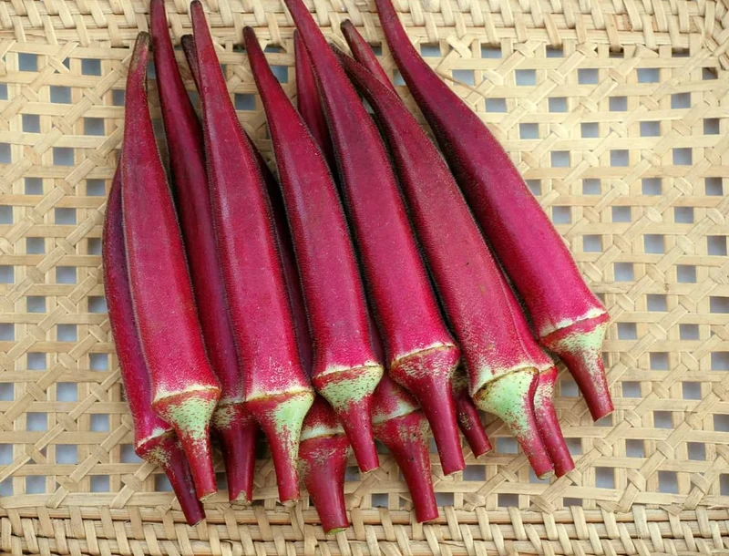 Gombo ‘Candle Fire F1’ bio ( Abelmoschus esculentus )