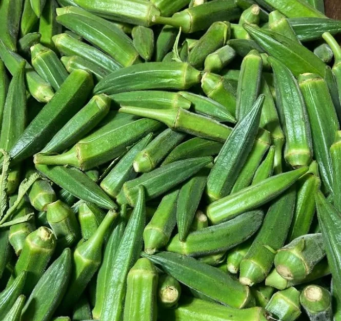 Gombo ‘Komal’ bio ( Abelmoschus esculentus )