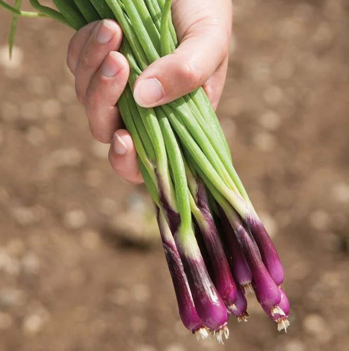 Échalote pourpre bio ( Allium fistulosum )