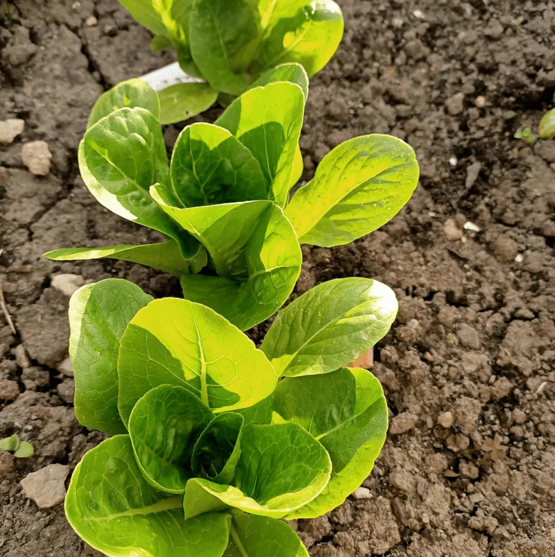 Laitue romaine ‘Little Caesar’, semences écologiques ( Lactuca sativa )