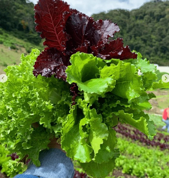 Mélange de laitues, semences biologiques ( Lactuca sativa )