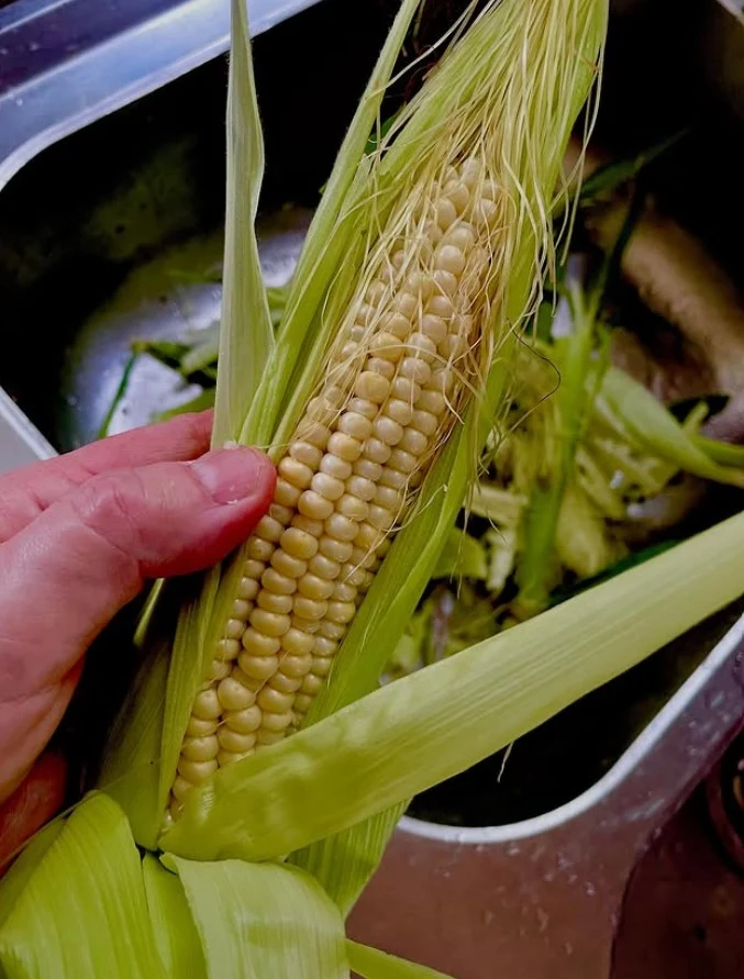 Maïs doux jaune ‘Ashworth’, semences biologiques ( Zea mays )