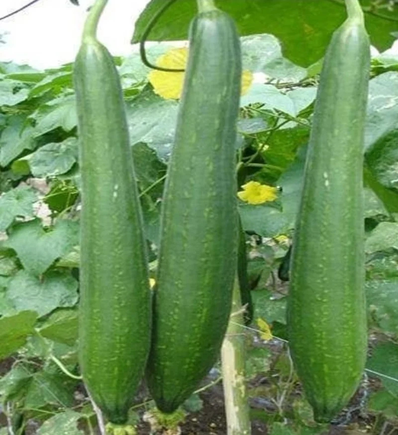 Courge éponge lisse ‘Chikni Taroee’, semences biologiques ( Luffa aegyptiaca )