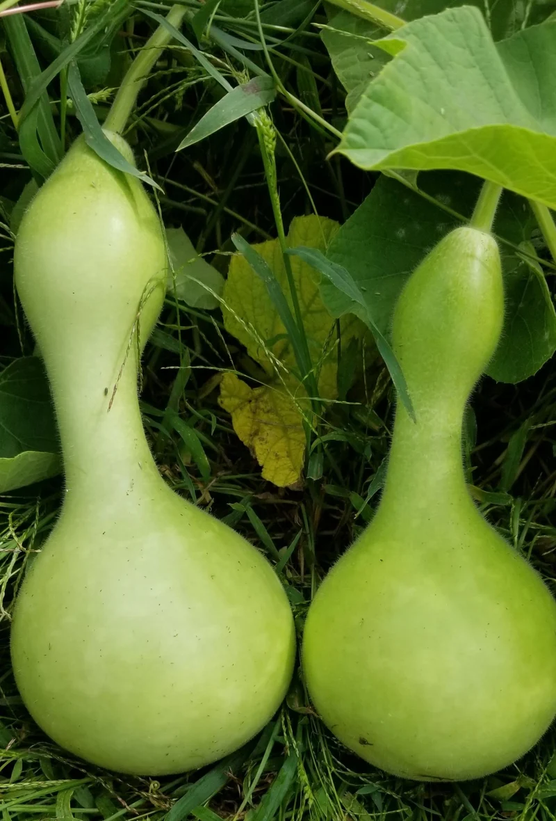 Gourde ‘Bird House’, semences biologiques ( Lagenaria siceraria )
