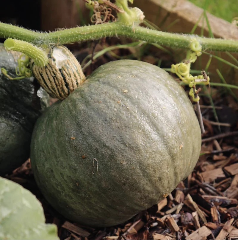 Courge rouge japonaise ‘Kuri’, semences biologiques ( Cucurbita maxima )