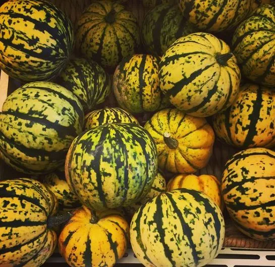 Courge ‘Sugar Dumpling F1’, semences biologiques ( Cucurbita pepo )