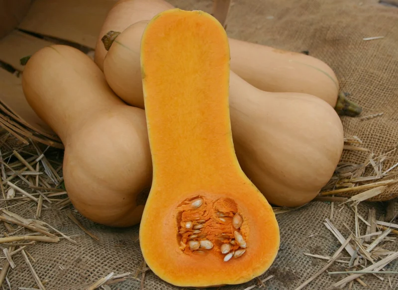 Courge ‘Butterboy Butternut’, semences biologiques ( Cucurbita moschata )
