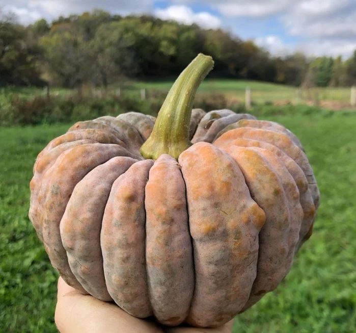 Courge ‘Black Futsu’, semences écologiques ( Cucurbita moschata )