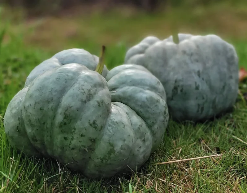 Courge d’hiver ‘Triamble’, semences biologiques ( Cucurbita maxima )