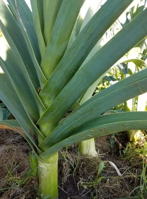 Poireau d’hiver ‘Delft’, semences biologiques ( Allium porrum )