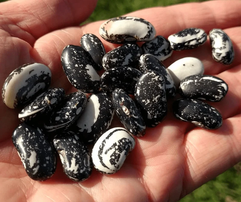 Haricot à rames ‘Chester Skunk’, semences biologiques ( Phaseolus vulgaris )
