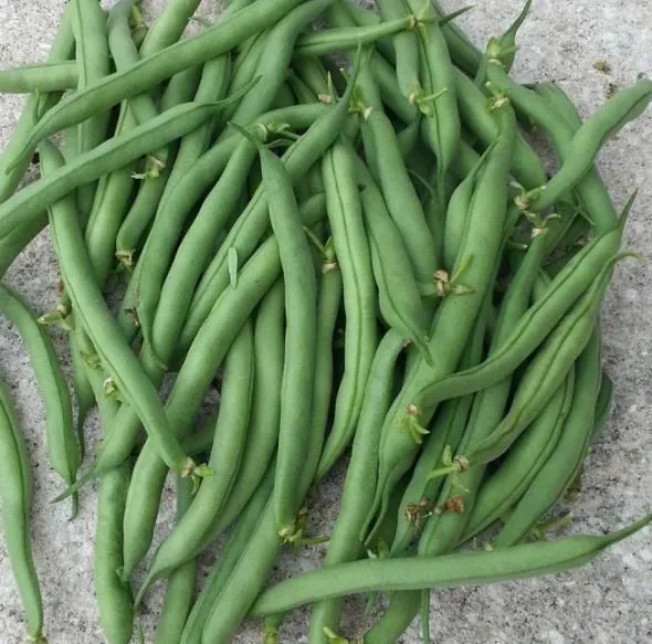 Haricot vert nain ‘Tender’, semences biologiques ( Phaseolus vulgaris )