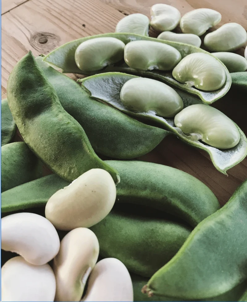Haricot de Lima grimpant ‘King of the Garden’, semences biologiques ( Phaseolus lunatus )