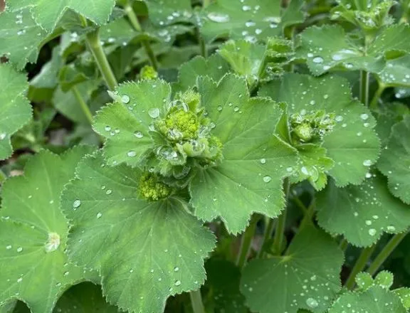 Alchémille ‘Lady’s Mantle’, semences écologiques ( Alchemilla mollis )