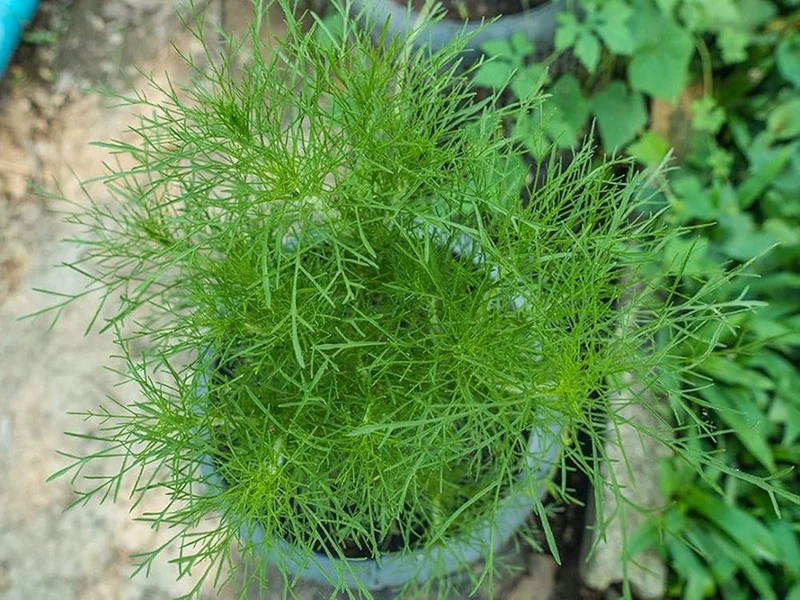 Aneth indienne ‘Soya Saag’, semences biologiques ( Anethum graveolens )
