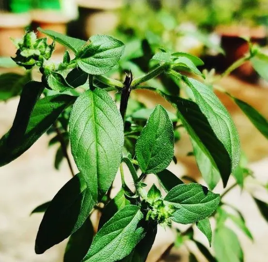 Basilic ‘Lime’, semences biologiques ( Ocimum basilicum )