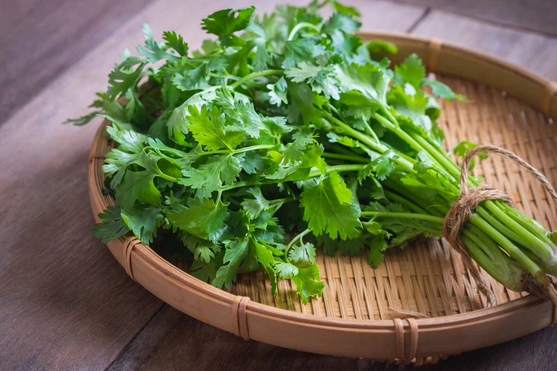 Coriandre indienne à grandes feuilles, semences biologiques ( Coriandrum sativum )