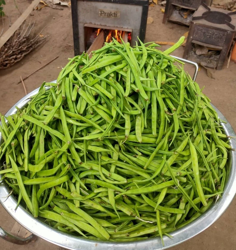 Haricot en grappe (guar), semences biologiques ( Cyamopsis tetragonoloba )