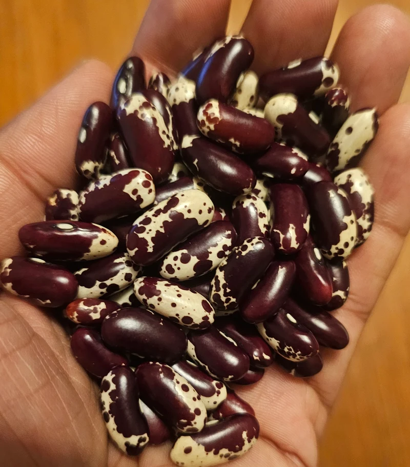Haricot rouge foncé ‘Jacob’s Cattle’, semences biologiques ( Phaseolus vulgaris )