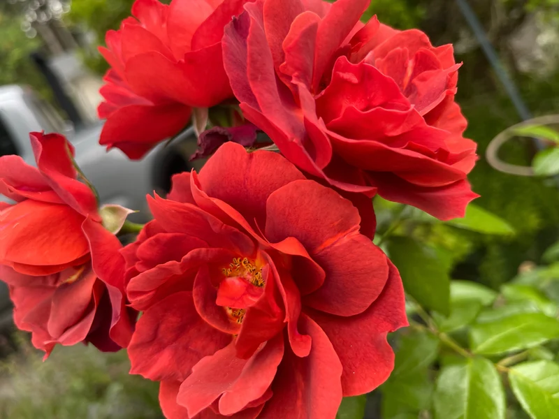 Rosier floribunda ‘Hot Cocoa’ ( Rosa ‘Hot Cocoa’)
