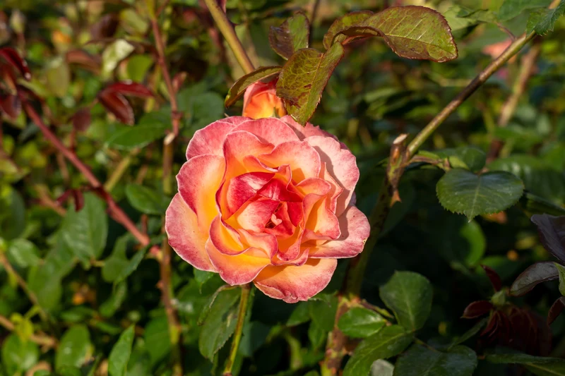 Rosier floribunda ‘Jump For Joy’ ( Rosa ‘Jump For Joy’)