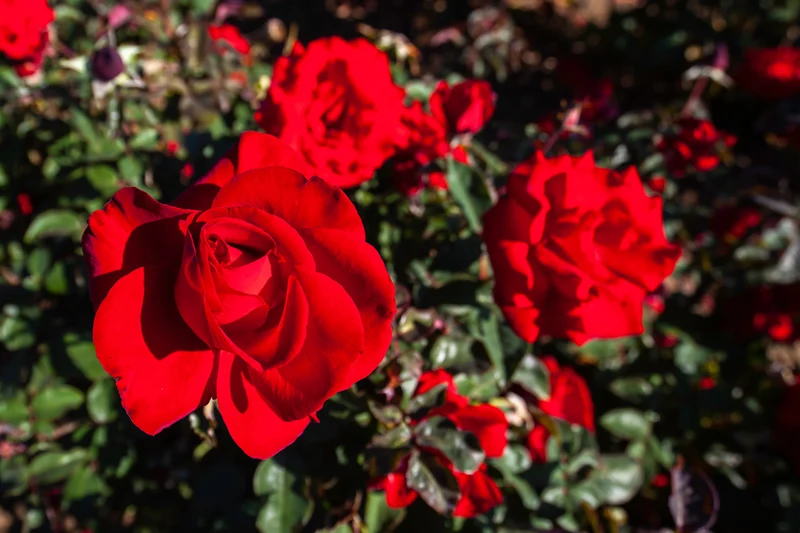 Rosier floribunda ‘Oh My!’ ( Rosa ‘Oh My!’)