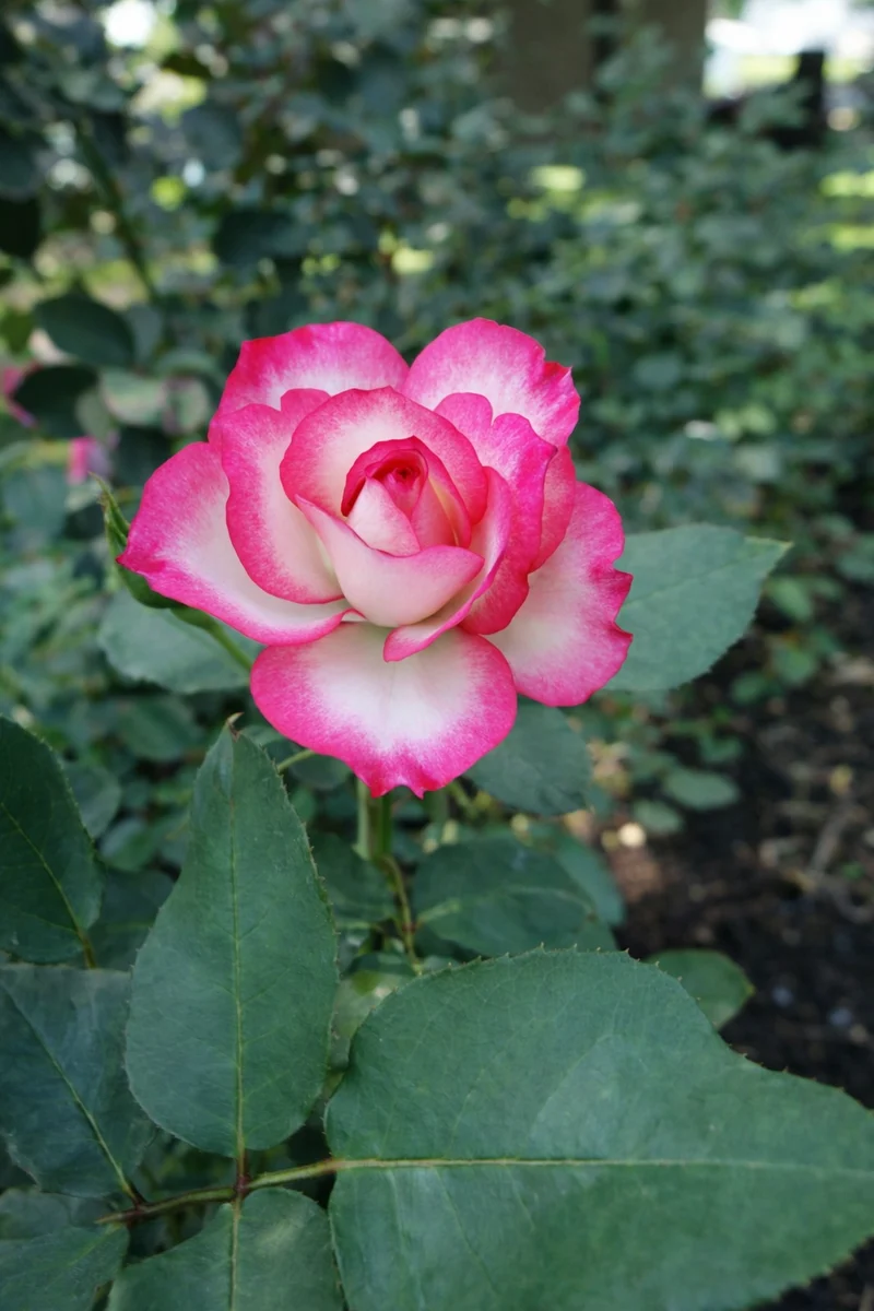 Rosier floribunda ‘Tabris’ ( Rosa ‘Tabris’)