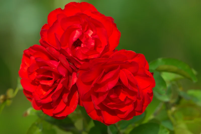 Rosier floribunda ‘Trumpeter’ ( Rosa ‘Trumpeter’)