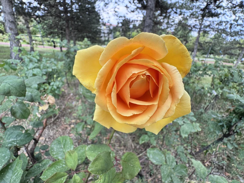 Rosier floribunda ‘Vavoom’ ( Rosa ‘Vavoom’)