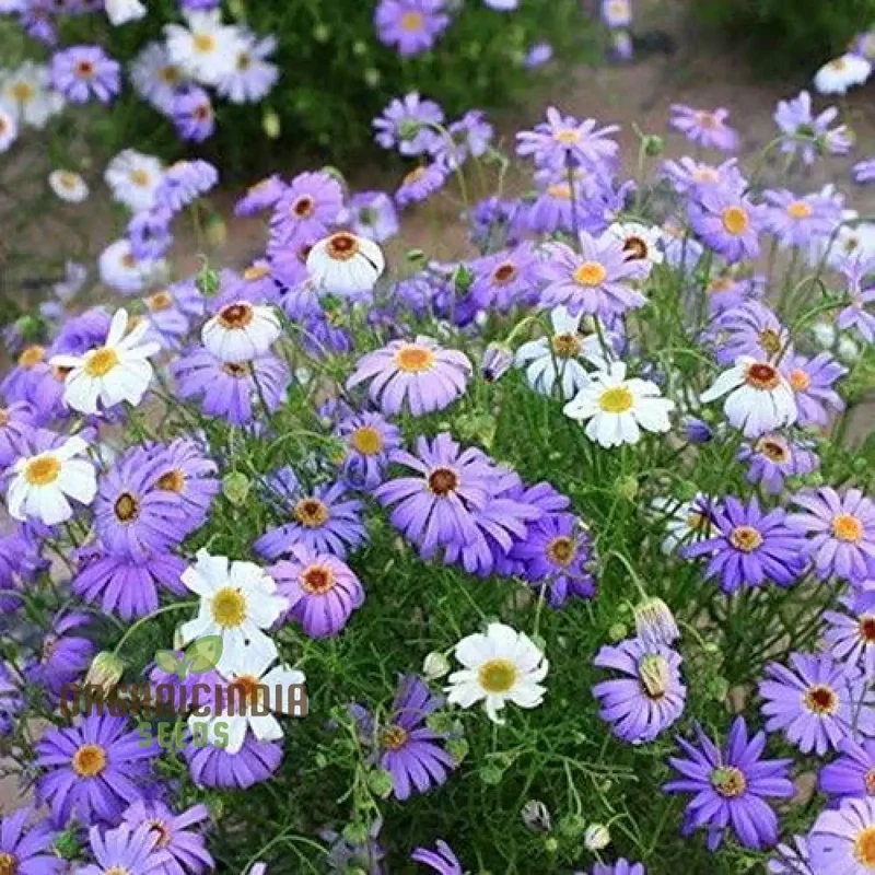 Swan River Daisy Mixed Flower Seeds for Planting, Premium Mixed Swan River Daisy Seeds for Vibrant Blooms Perfect for Gardening Grow a Beautiful Colorful Garden