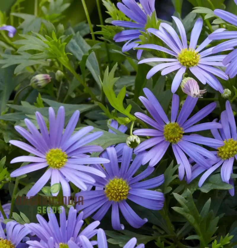 Swan River Daisy Mixed Flower Seeds for Planting, Premium Mixed Swan River Daisy Seeds for Vibrant Blooms Perfect for Gardening Grow a Beautiful Colorful Garden