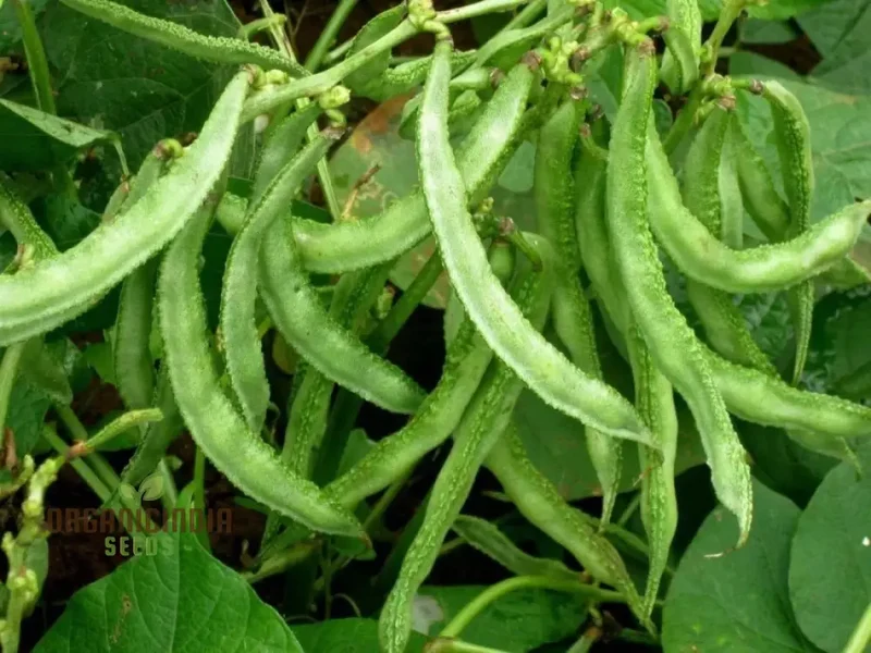 Dolichos Light Green Seeds - Fast Planting Tips for Gardening Enthusiasts