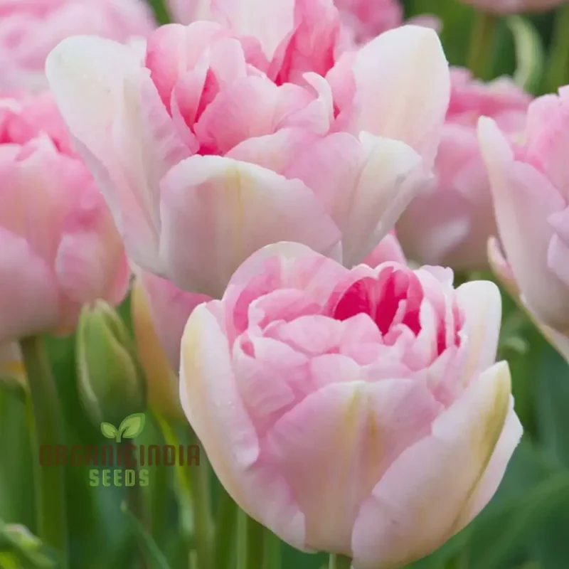 Tulip Angelique Flower Seeds For Planting, Elegant Pink Tulips for a Beautiful and Graceful Spring Garden Display