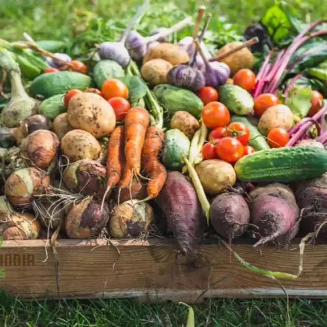 Mini Veg Patch Seeds Elevate Your Gardening Experience with a Bounty of Fresh, Homegrown Vegetables!
