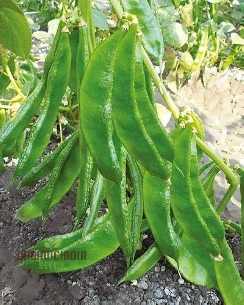 Dolichos Broad Variety Seeds - Planting Guide Included for Your Garden Delights