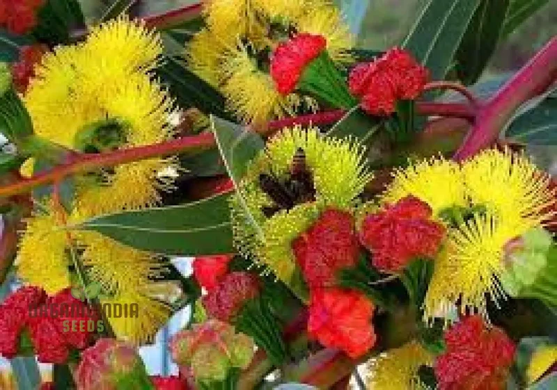 Illyarrie Red Cap Gum Wildflower Seeds for Gardening Enthusiasts - Premium Quality Seeds