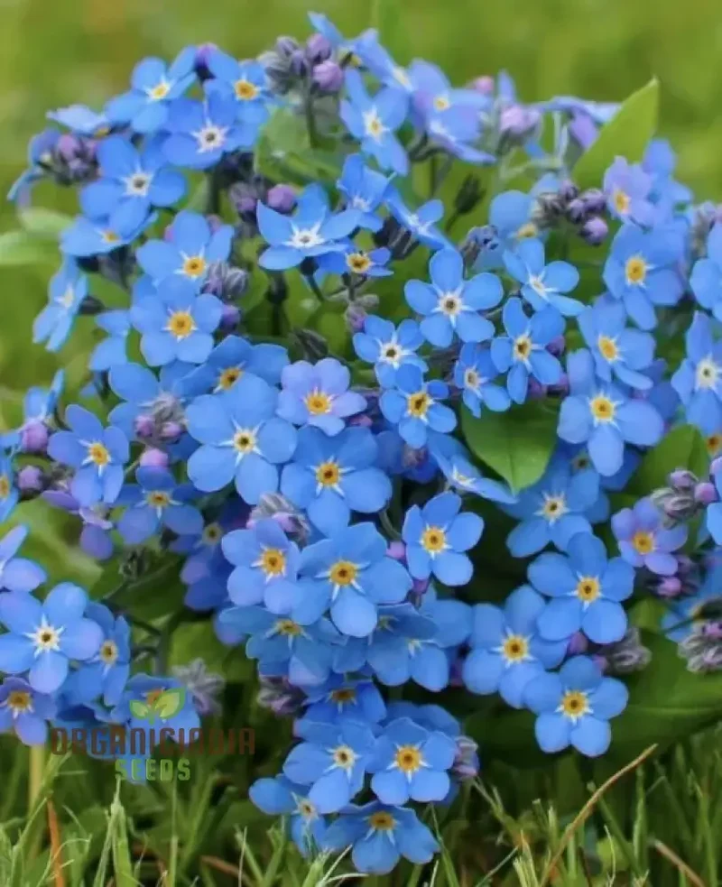 Myosotis Ultramarine Flower Seeds for Planting, Grow Stunning, Vibrant Blue Forget-Me-Nots in Your Garden