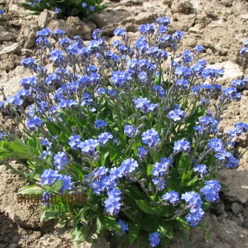 Myosotis Ultramarine Flower Seeds for Planting, Grow Stunning, Vibrant Blue Forget-Me-Nots in Your Garden