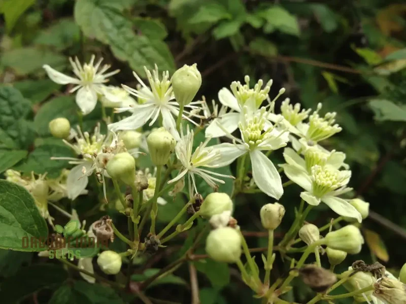 Virgin's Bower Seeds - Clematis Virginiana for Planting and Gardening
