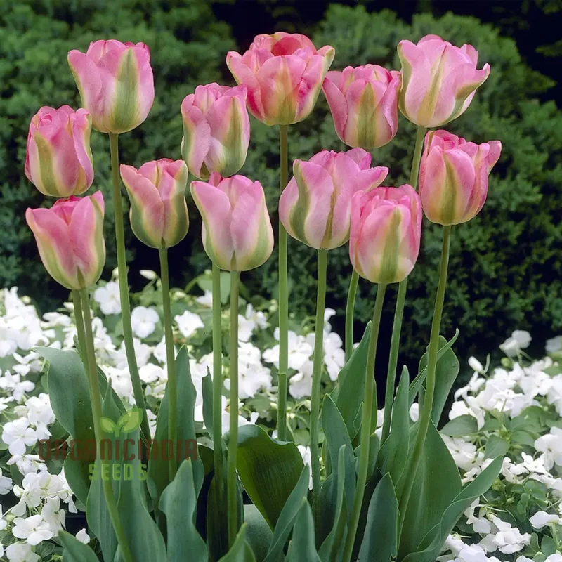 Tulip Greenland Flower Seeds For Planting, Beautiful and Bold Tulips for a Striking Spring Garden Display
