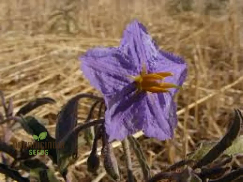 Wild Tomato WILDFLOWER Seeds for Gardening Enthusiasts - Organic Heirloom Varieties for Home Gardeners and Planting Enthusiasts