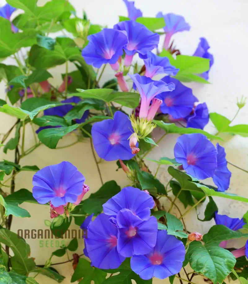Morning Glory Heavenly Blue Seeds – Climbing Ornamental Vine