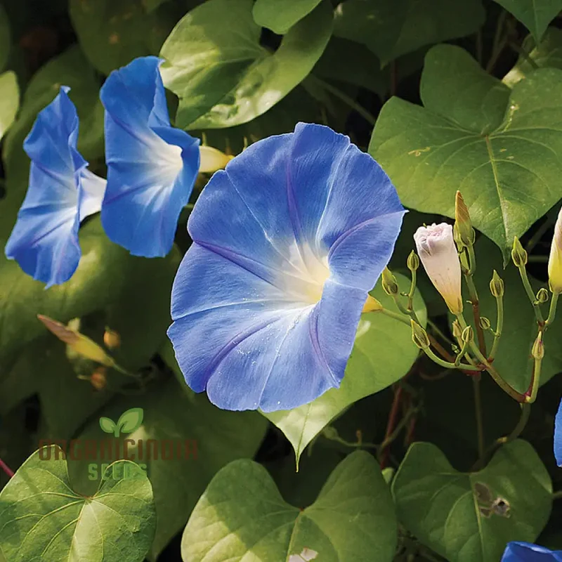 Morning Glory Heavenly Blue Seeds – Climbing Ornamental Vine