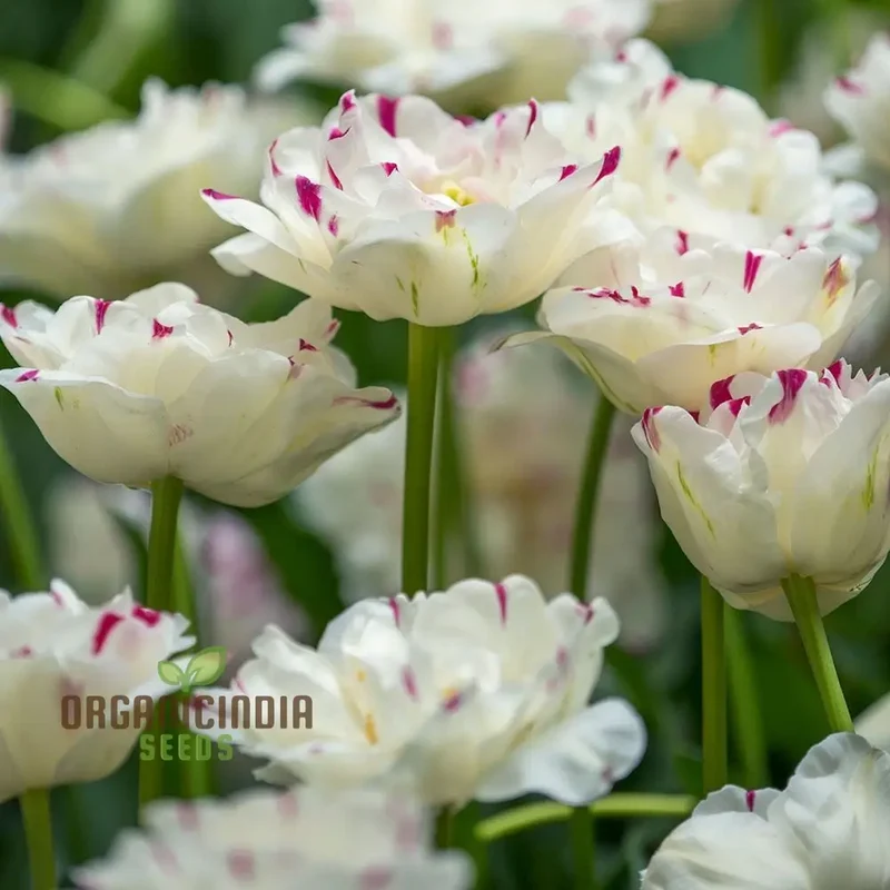 Tulip Danceline Flower Seeds For Planting, Vibrant and Elegant Tulips for a Stunning Spring Garden Display