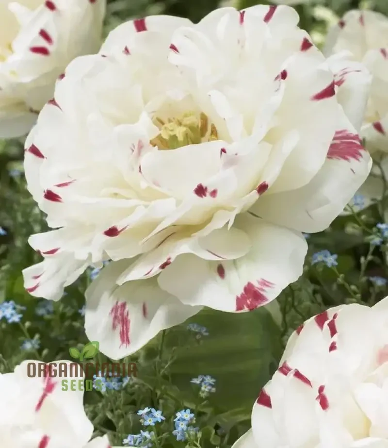 Tulip Danceline Flower Seeds For Planting, Vibrant and Elegant Tulips for a Stunning Spring Garden Display