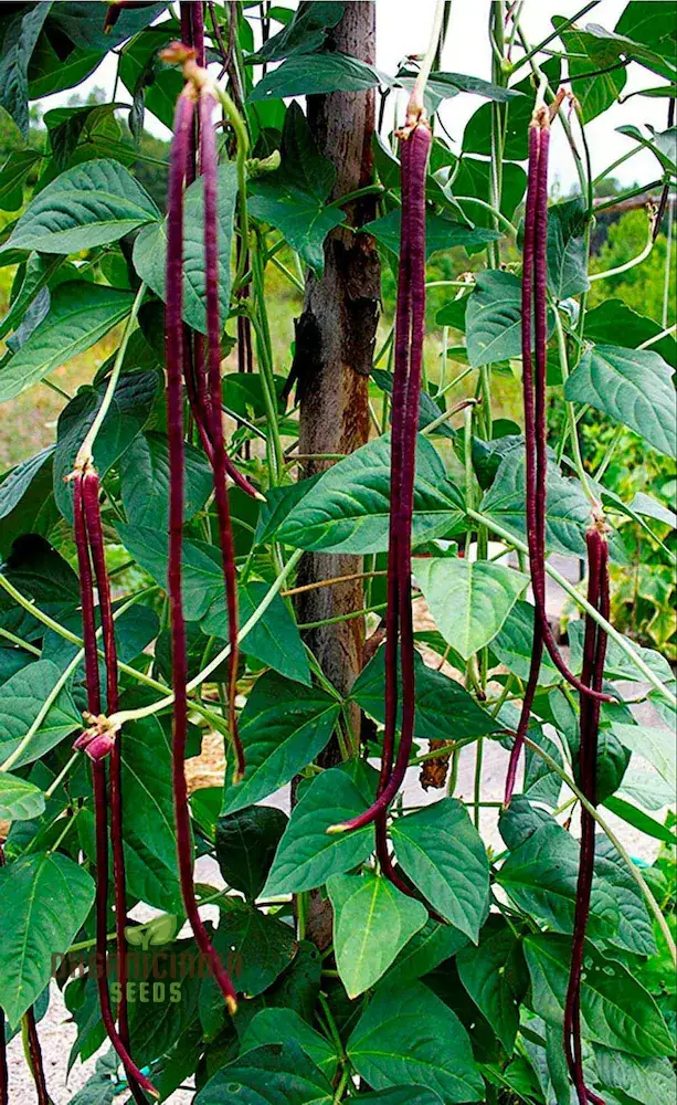 Cowpea or Lobia Red Seeds - Premium Quality for Planting in Your Garden