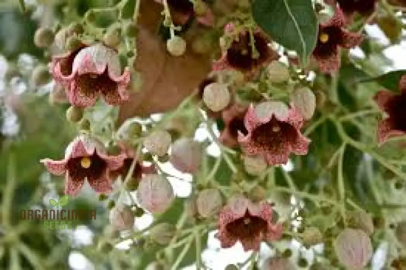 White Kurrajong WILDFLOWER Seeds for Planting - Gardening and Planting in Your Garden